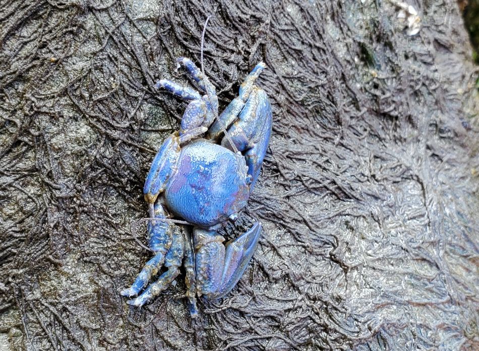 Blue crab Kirt Onthank