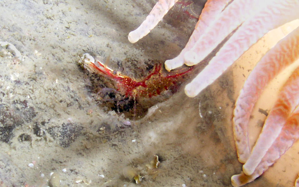 Heptacarpus shrimp symbiont