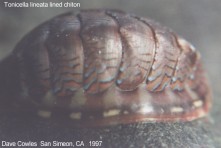 Polyplacophora: chiton (plates visible)
