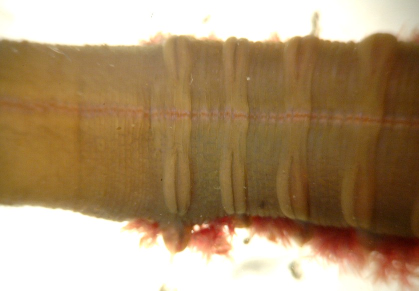 Ventral side below posterior gills