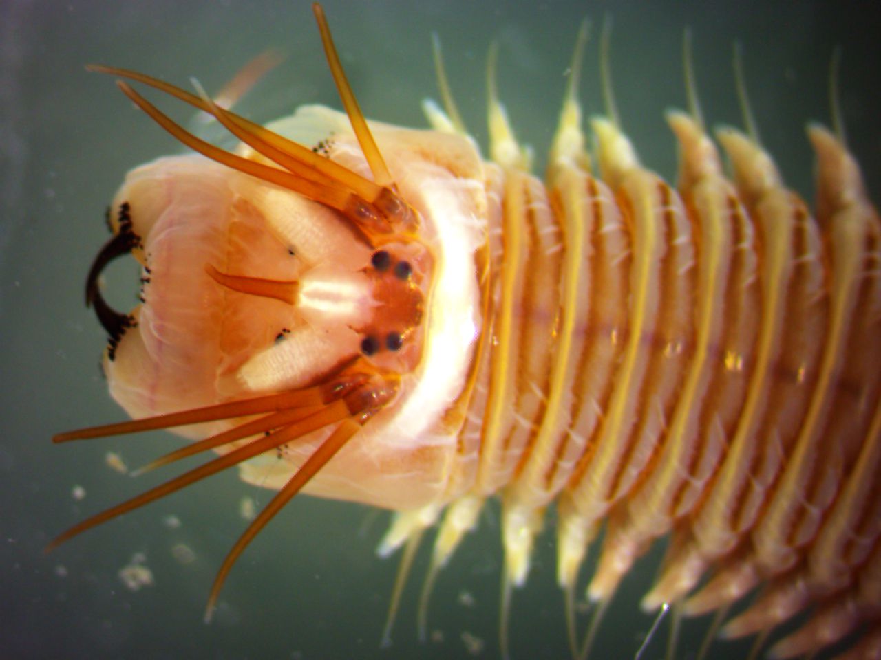 Annelida Polychaeta Nereis