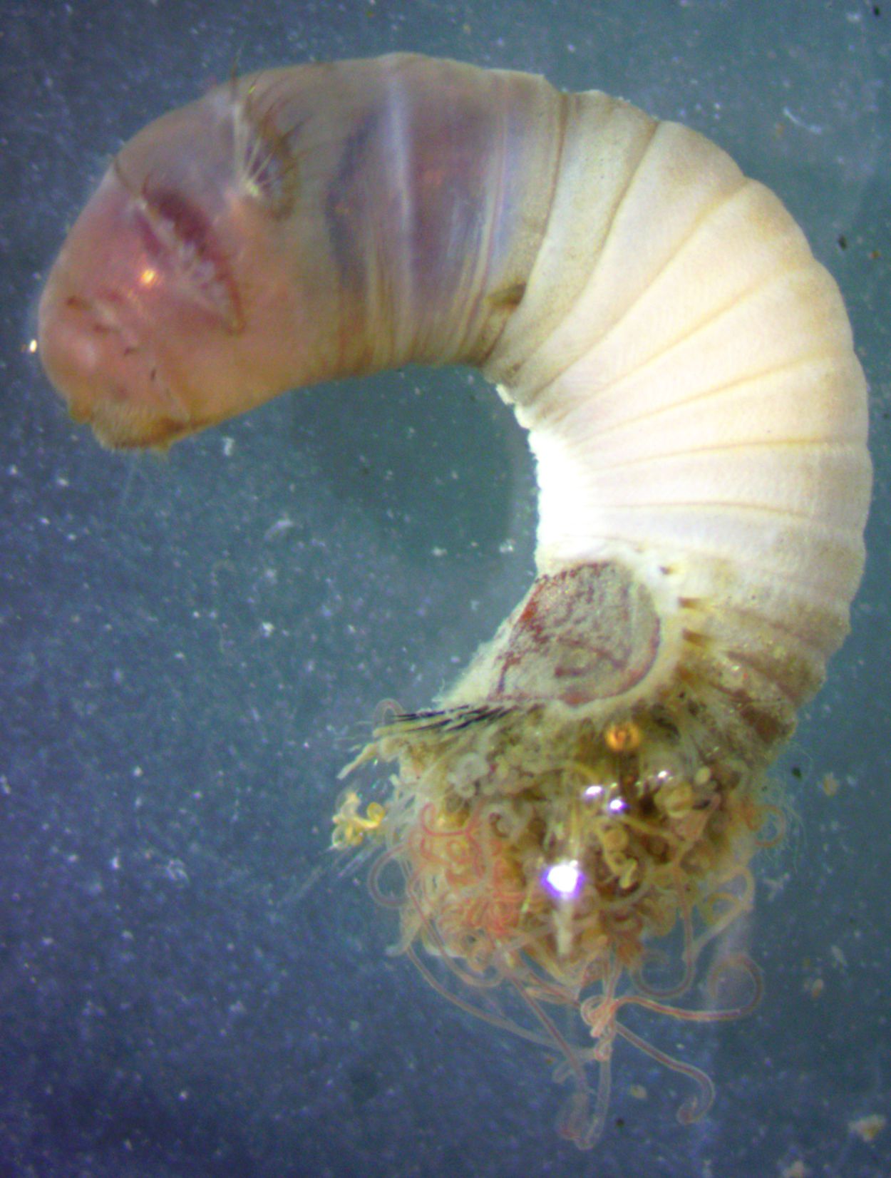 WoRMS - World Register of Marine Species - Champia affinis (J.D.
