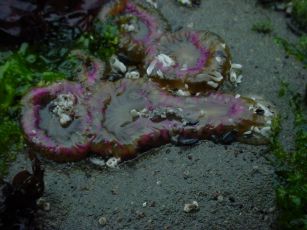 Anthopleura elegantissima anemone dividing
