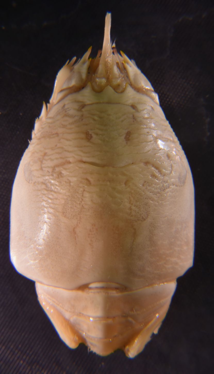 3 cm preserved female