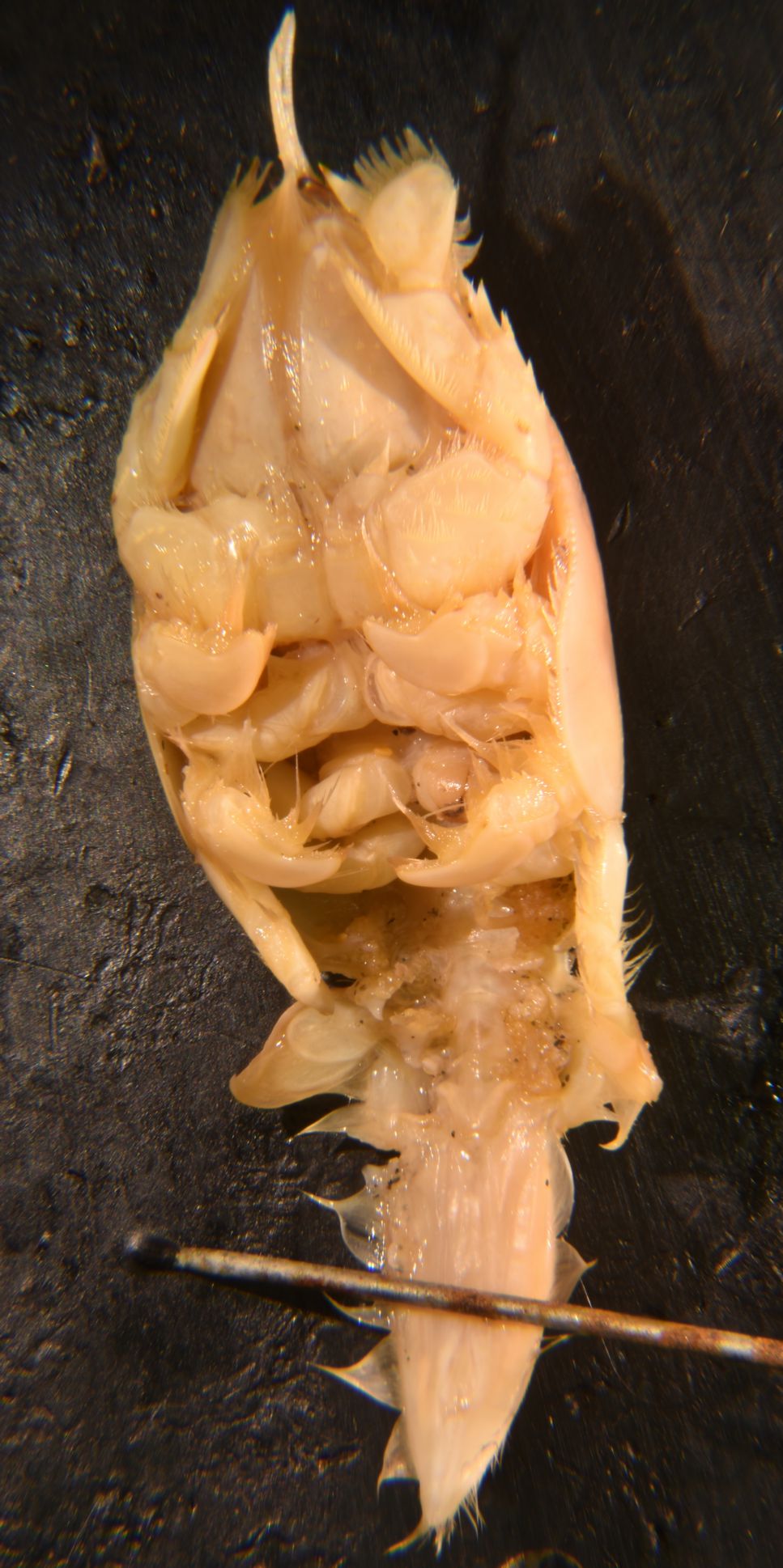 Male ventral