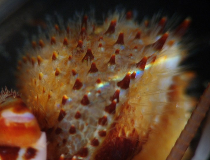 A closeup of the spines on the dorsal side of the chela
