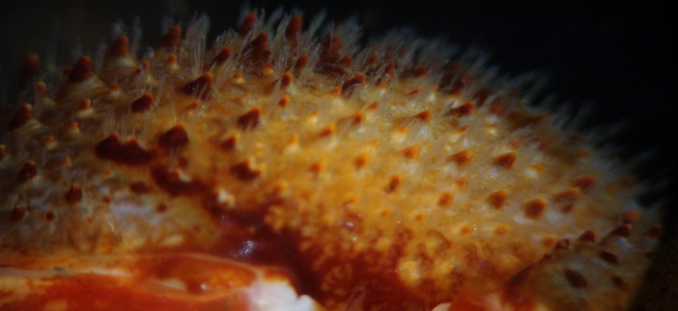 Right chela spines closeup
