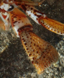 Dorsal view of entire cheliped