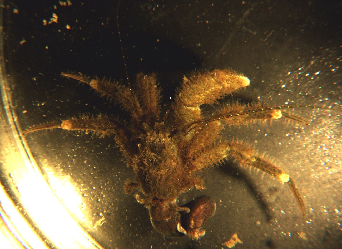 Hairy hermit crab • Pagurus hirsutiusculus - Biodiversity of the What Are The Black Dots On Crab Legs