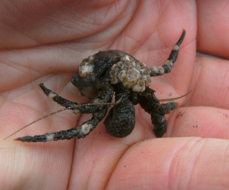 Details about   Hairy crab Actumnus intermedius Taxidermy Oddities Curiosities