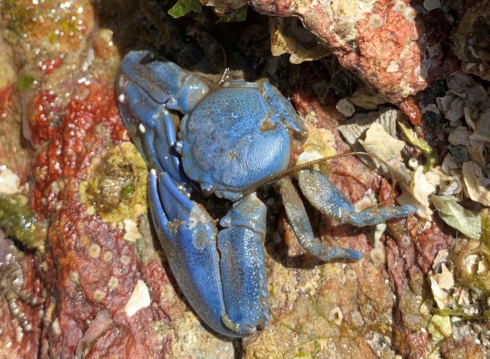 Blue crab Alexandra Tyler-3