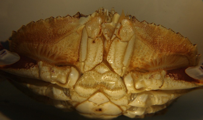 Carapace hairs