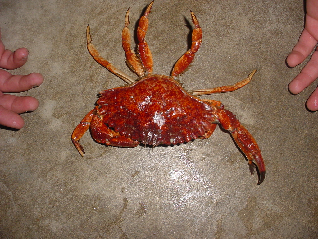 https://inverts.wallawalla.edu/Arthropoda/Crustacea/Malacostraca/Eumalacostraca/Eucarida/Decapoda/Brachyura/Family_Cancridae/Cancer_productus2DLC2005.jpg