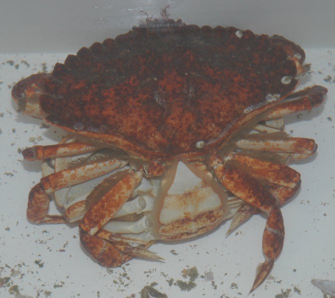 https://inverts.wallawalla.edu/Arthropoda/Crustacea/Malacostraca/Eumalacostraca/Eucarida/Decapoda/Brachyura/Family_Cancridae/Cancer_productusMatingsDLC2005.jpg