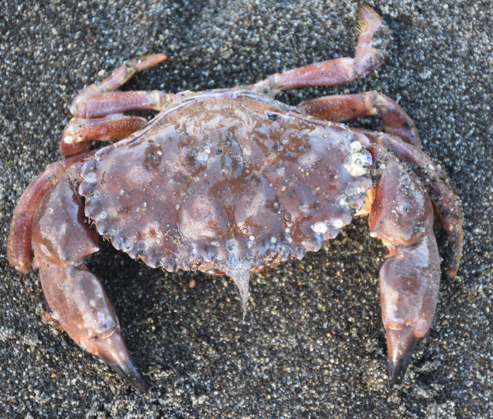 Rock Crab - Pacific