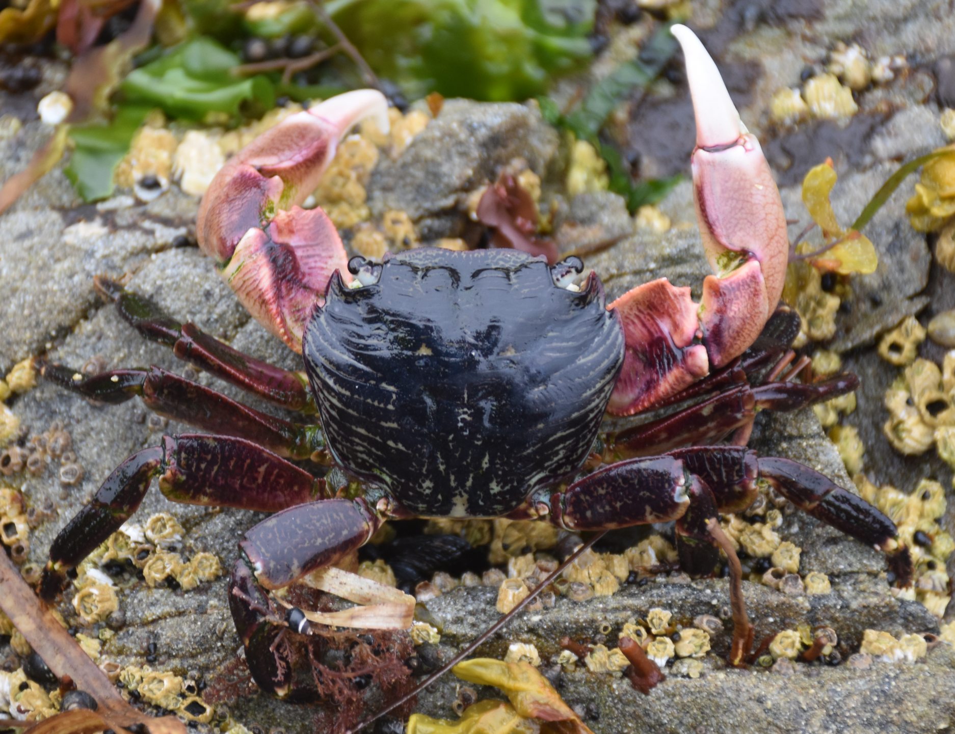 Cape Alava crab dorsal