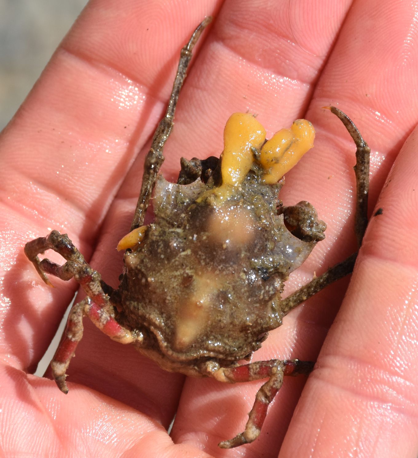 Dorsal