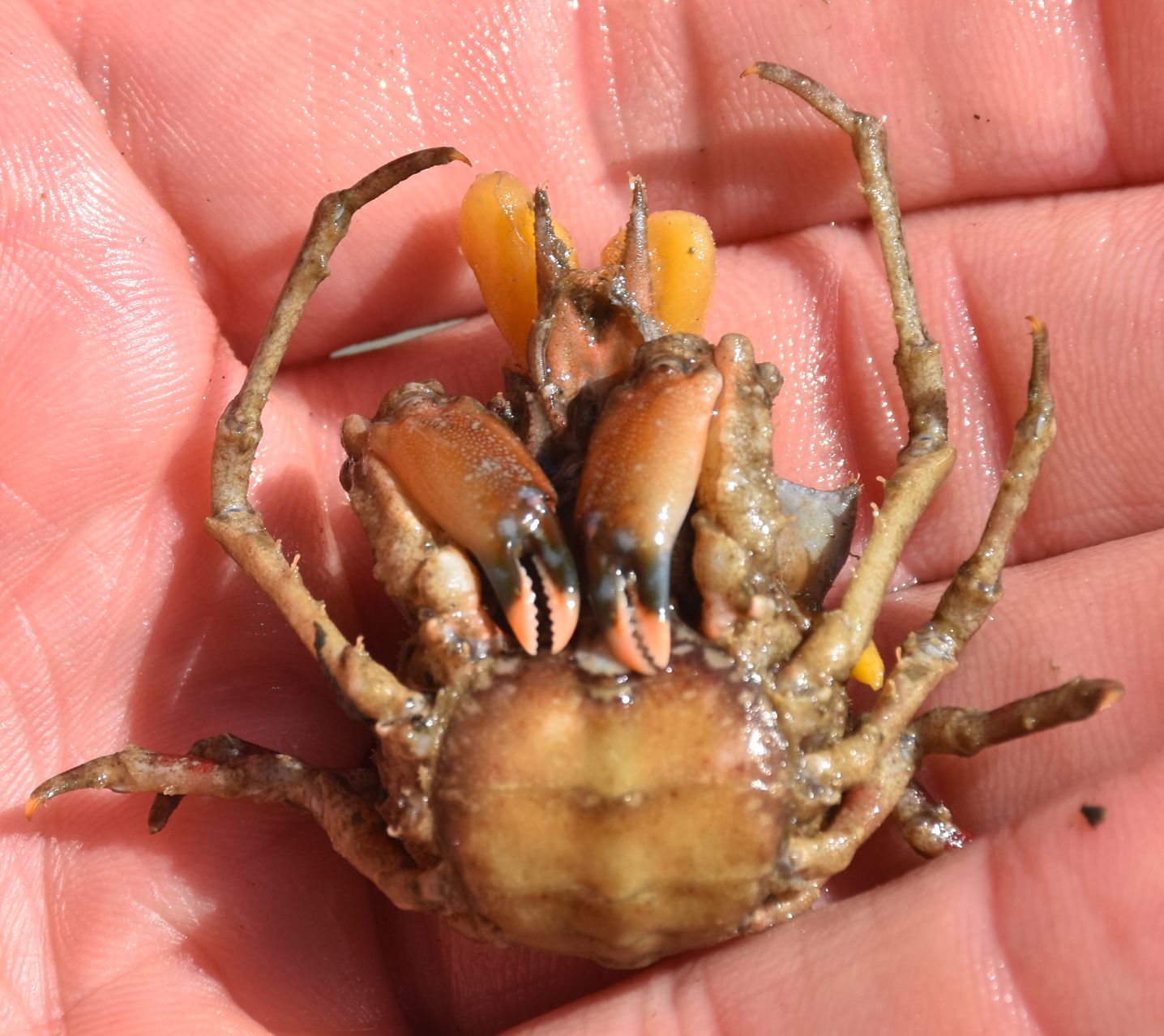 Ventral