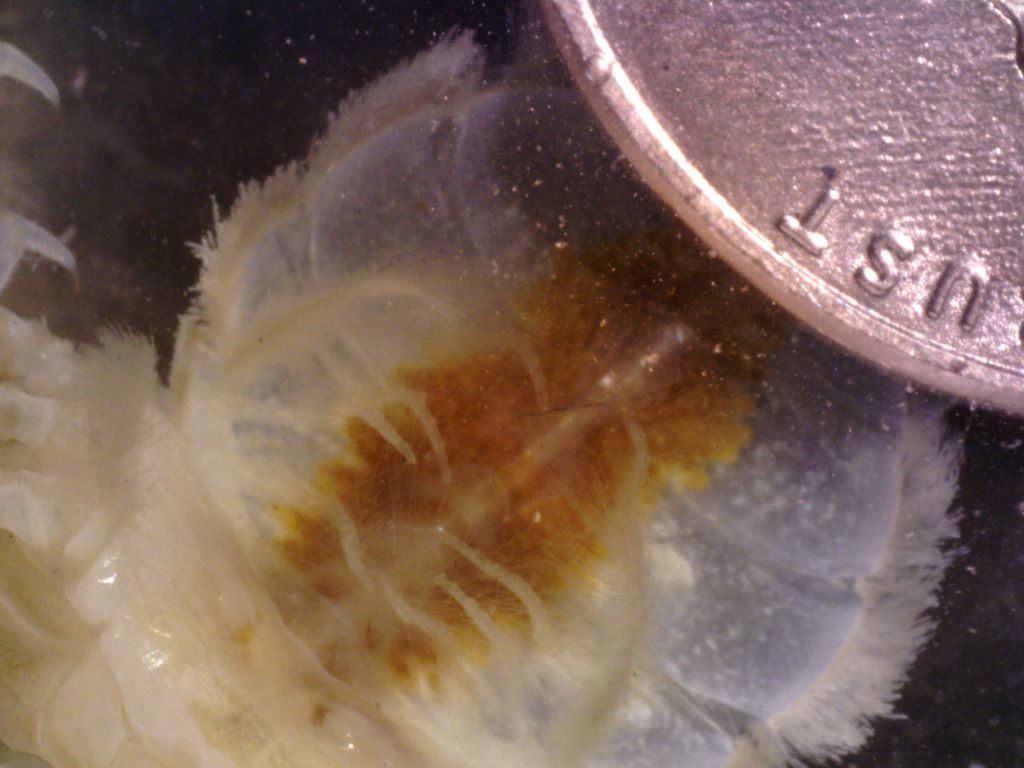 Eggs on pleopods