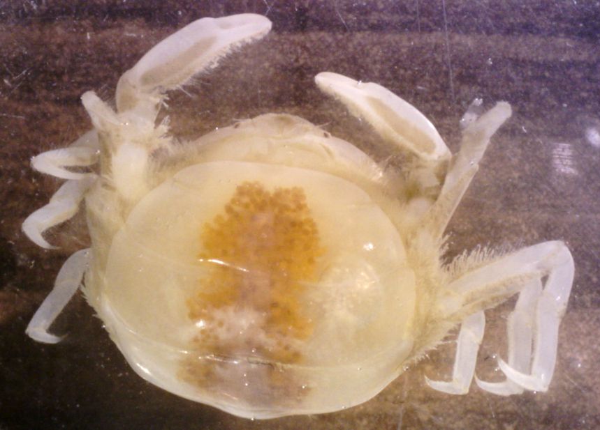 Ventral eggs