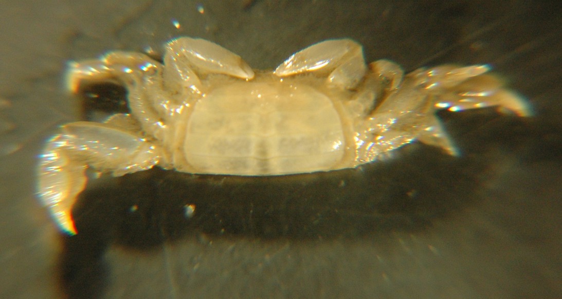 Female abdomen