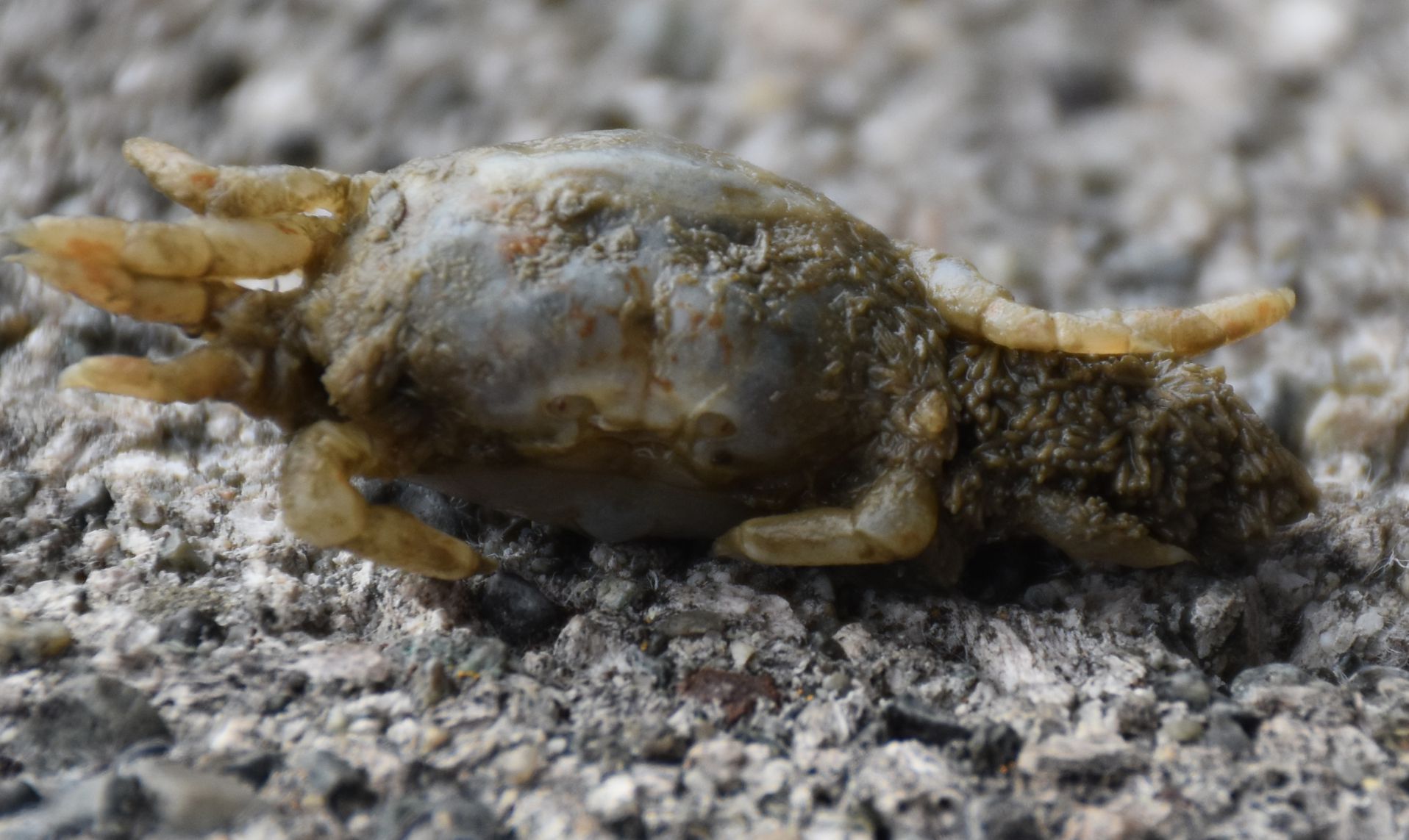 Eggs on legs