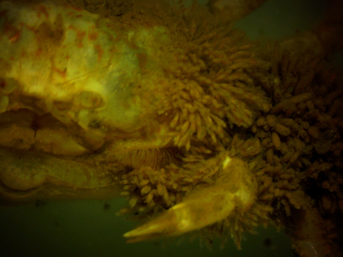 Eggs on left legs