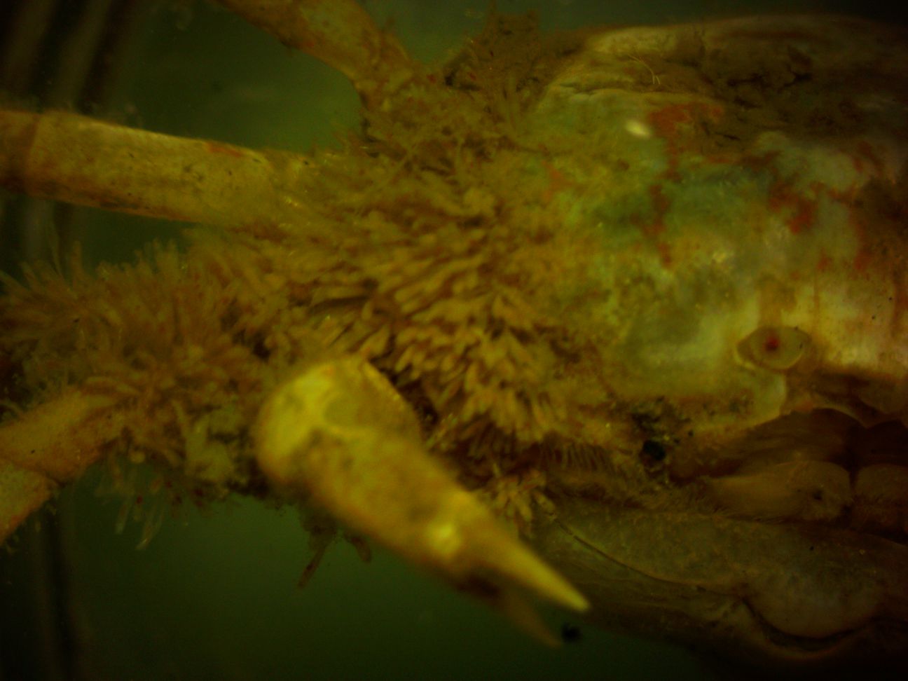 Eggs on right legs