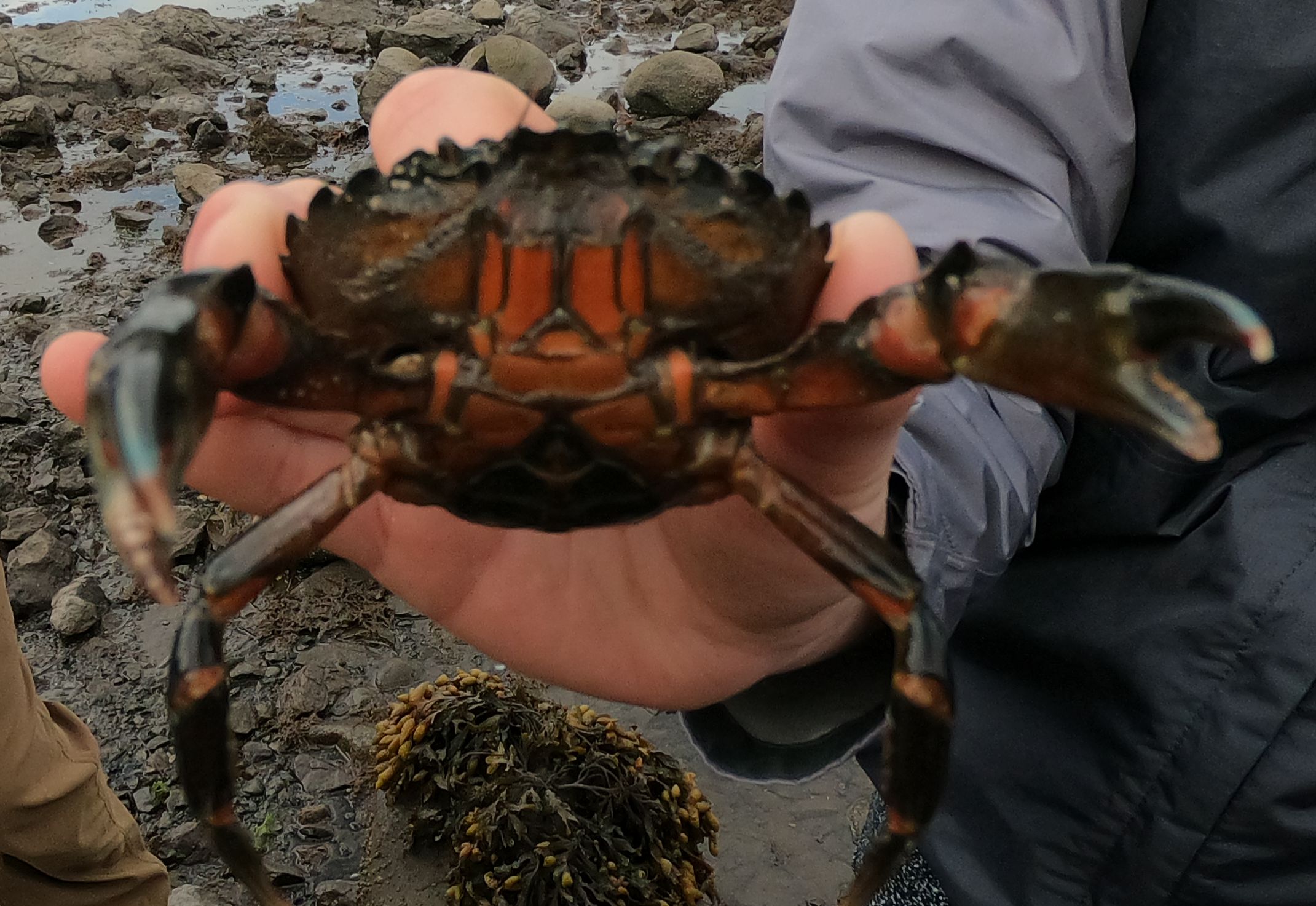 European Green Crab5 Ventral