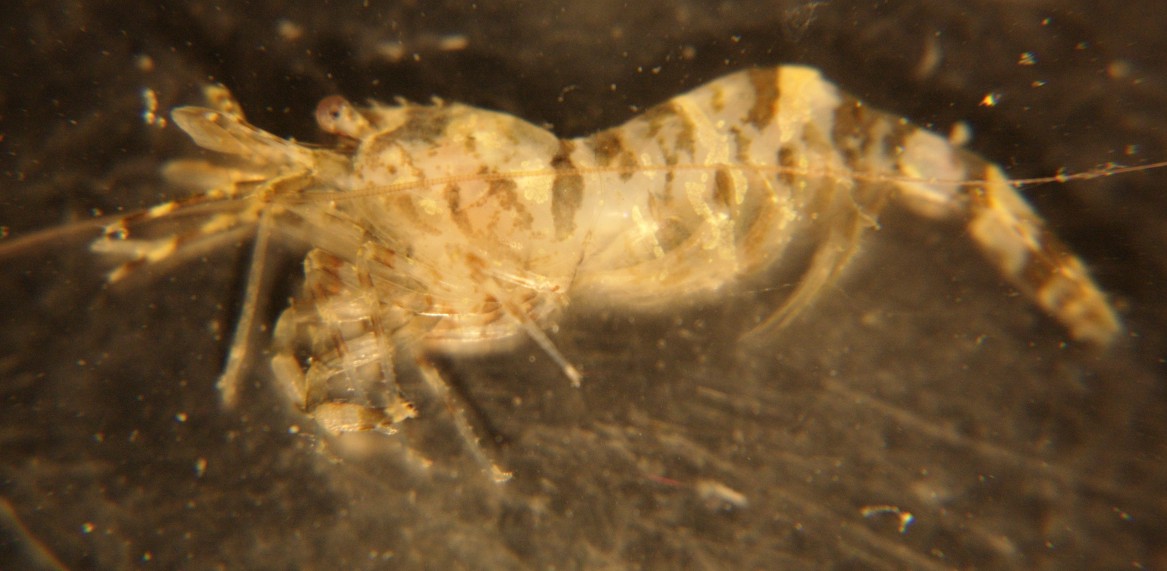 Stygian shrimp