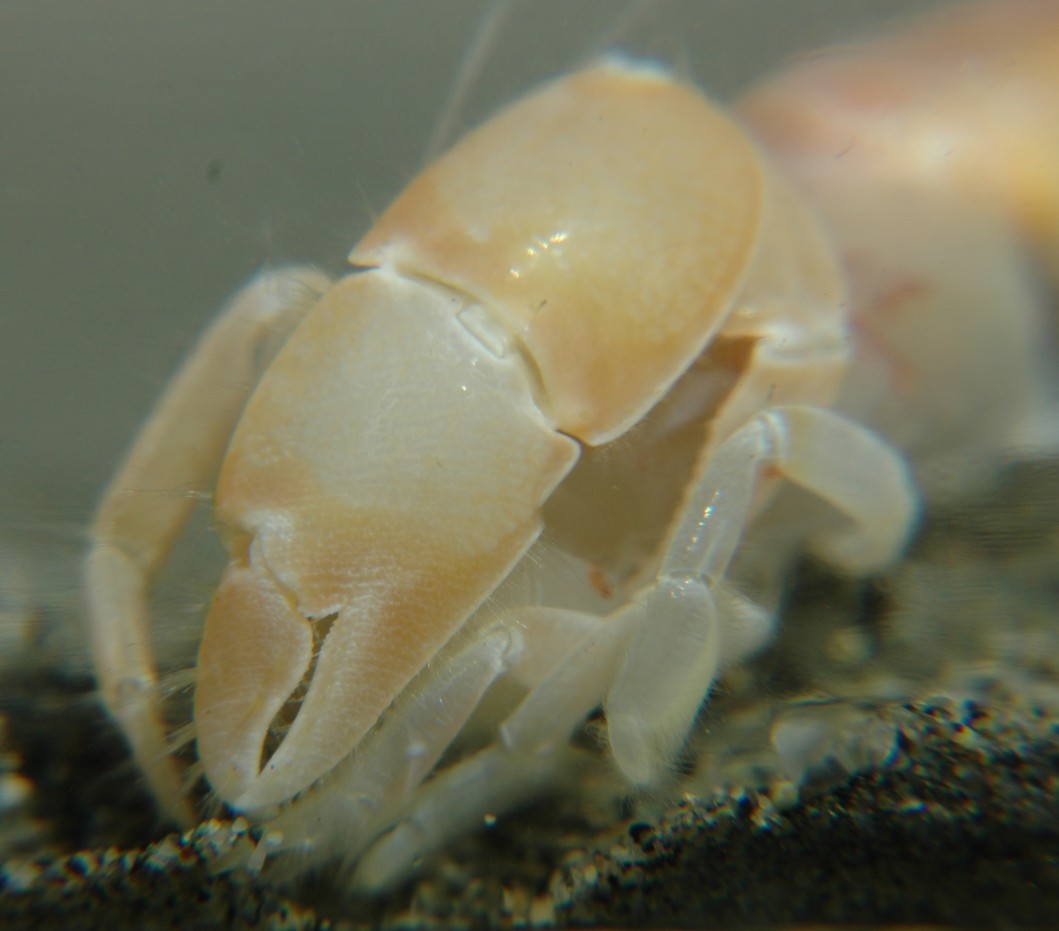 Bay Ghost Shrimp (Marine Species of Crab Cove (Alameda, CA)) · iNaturalist