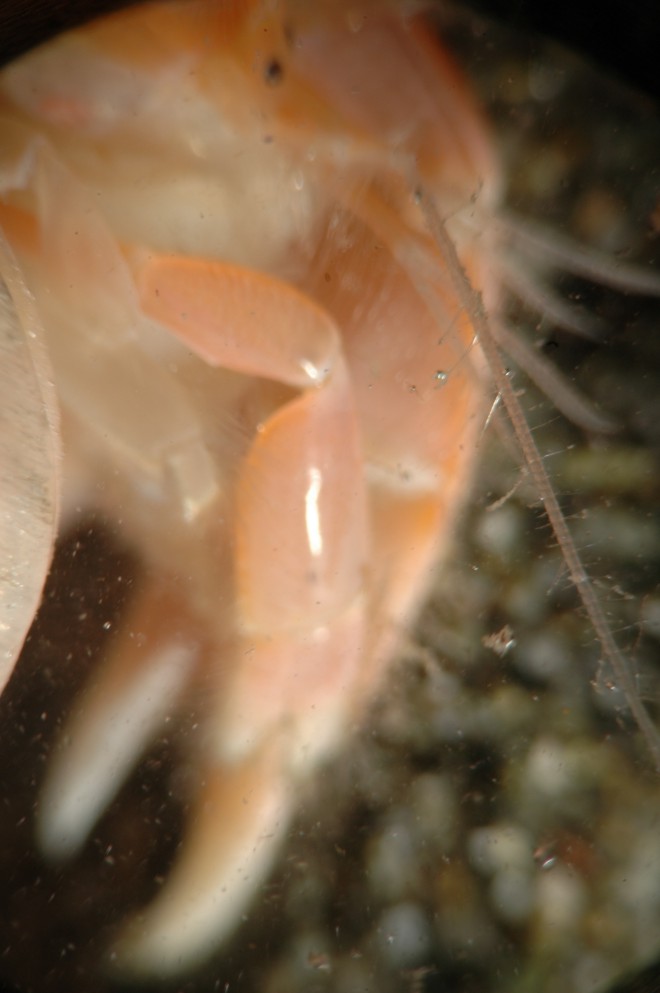 Bay Ghost Shrimp (Neotrypaea californiensis) · iNaturalist Canada