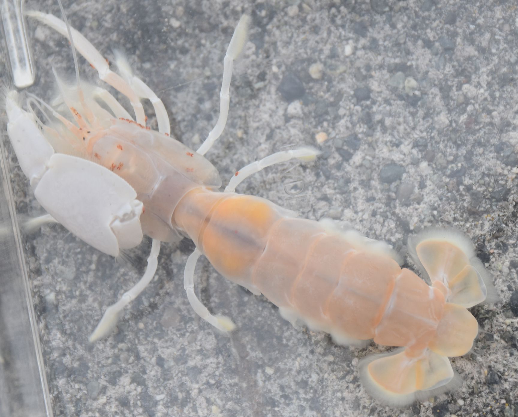 Bay Ghost Shrimp (Neotrypaea californiensis) · iNaturalist Canada