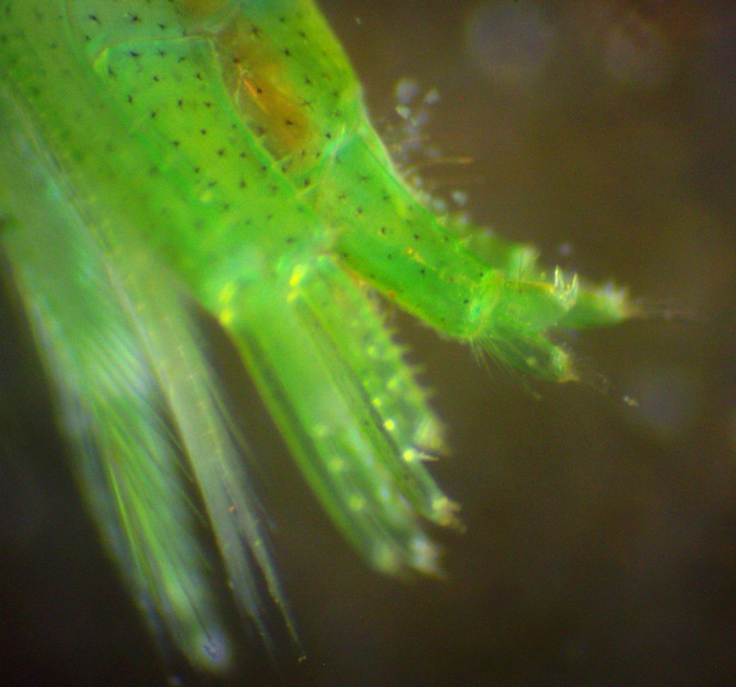 Uropod 3