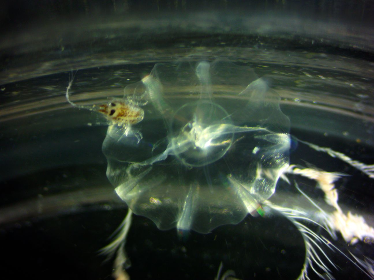 Hyperoche medusarum