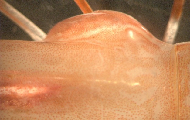 Closeup of parasite in gill chamber