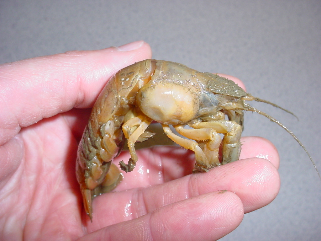 Isopod within Upogebia gill chamber