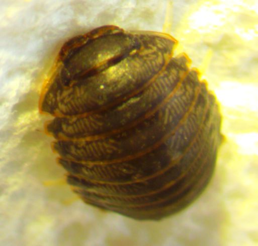 Gnorimosphaeroma oregonensis
