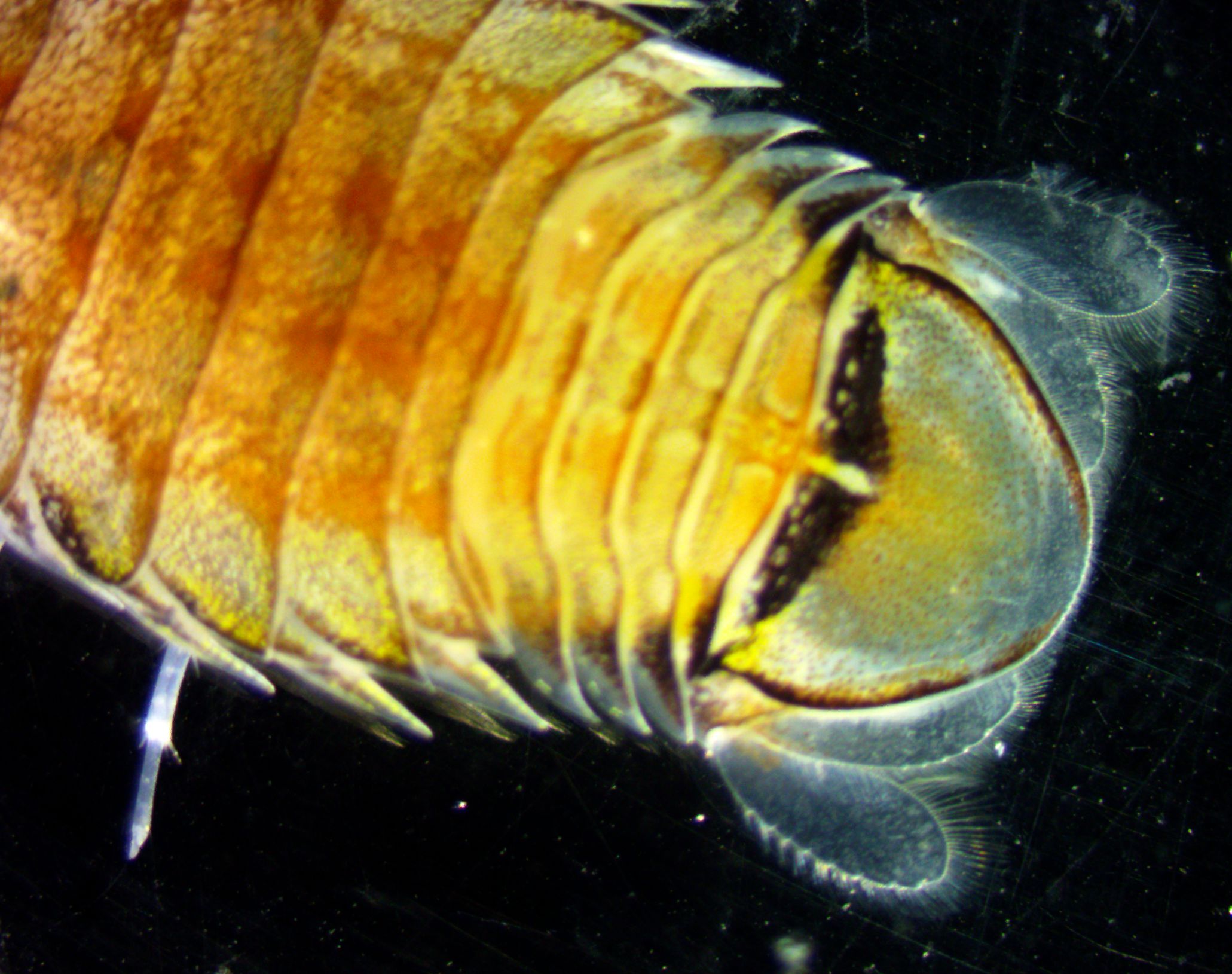 Dorsal view of the pleotelson