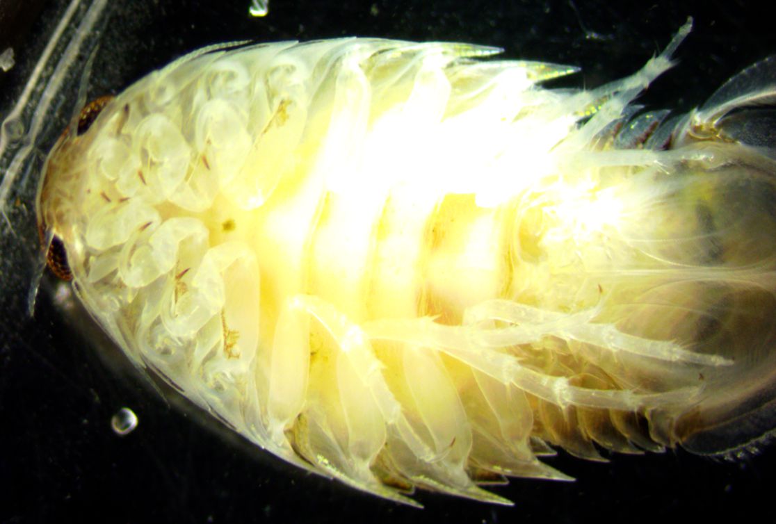 Posterior pereopods