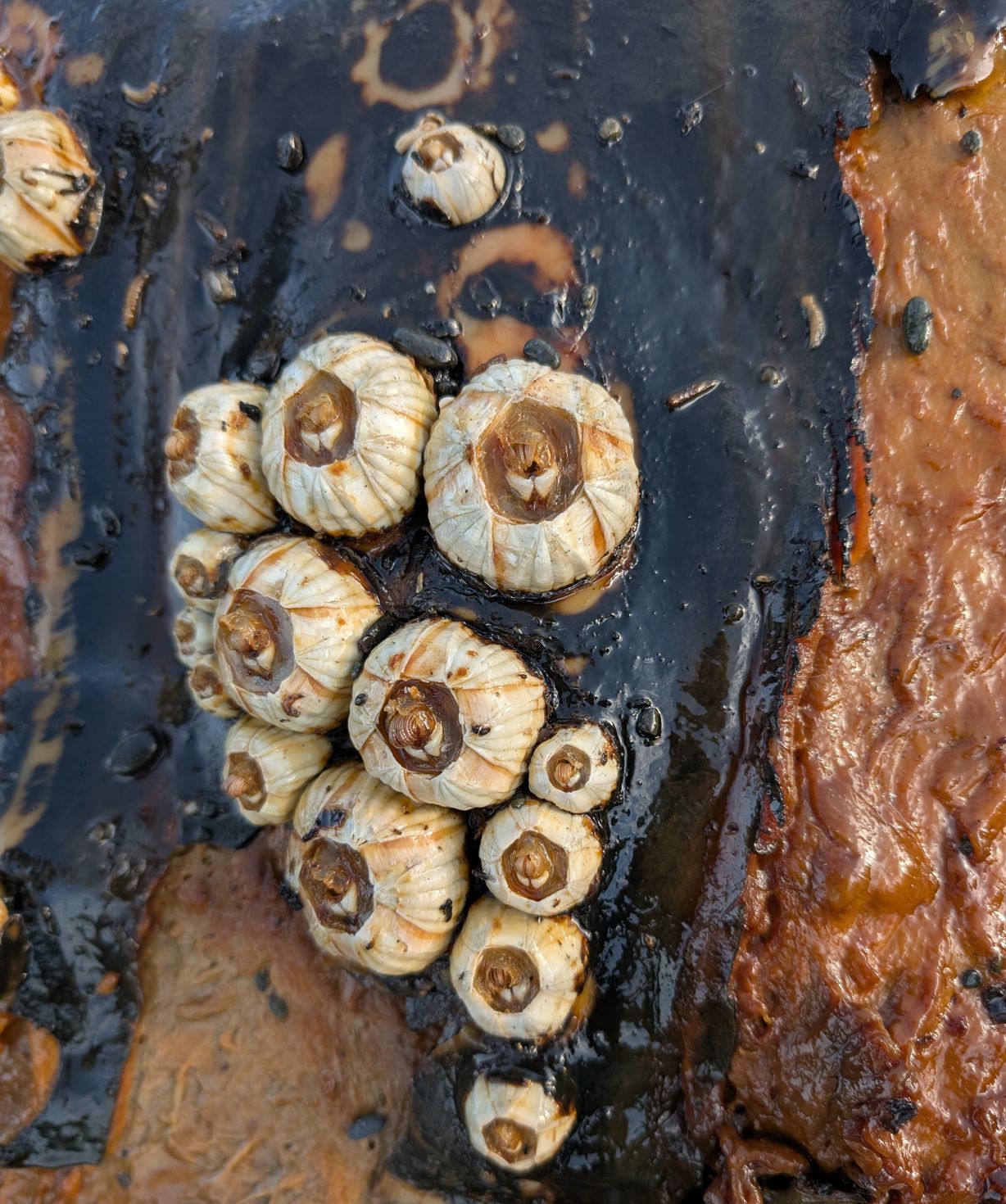 Coronulid barnacle cluster