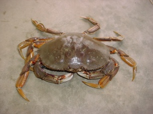 Cancer magister Dungeness crab