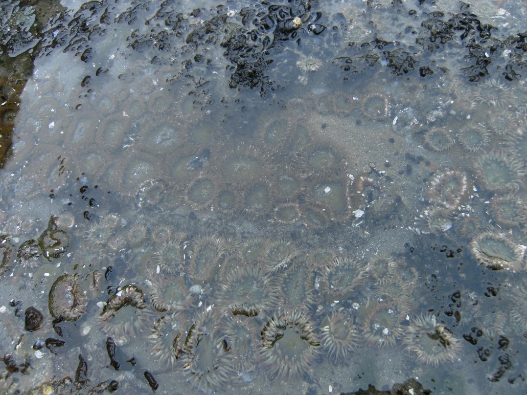 Tidepool clones