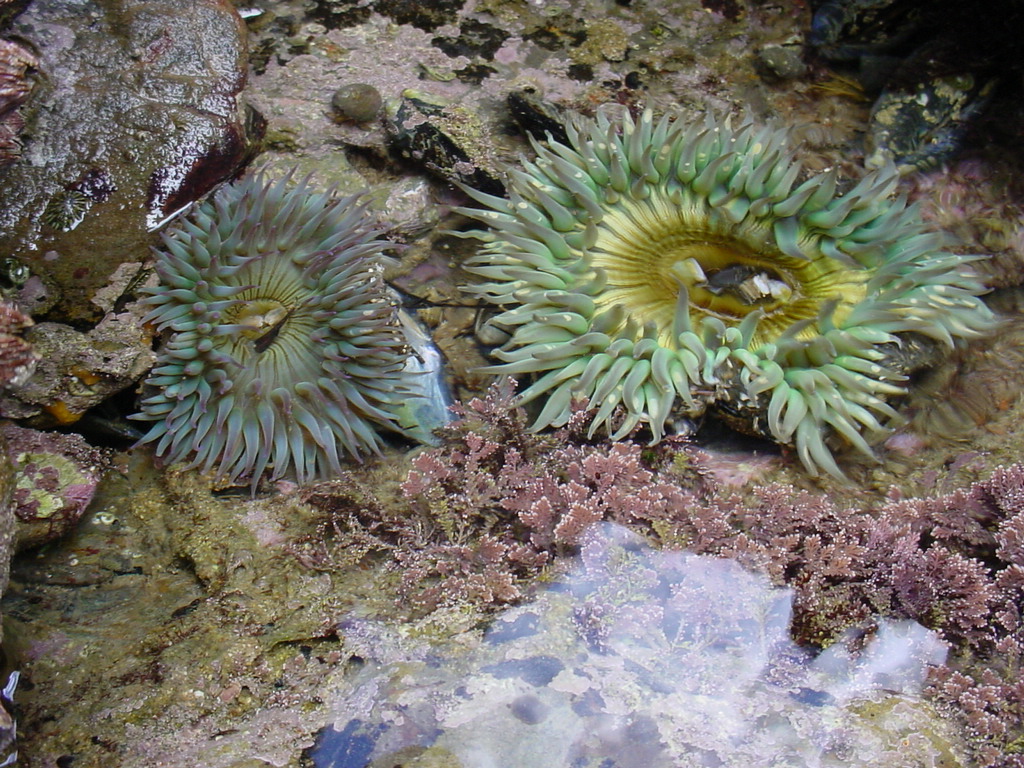 Anthopleura sola