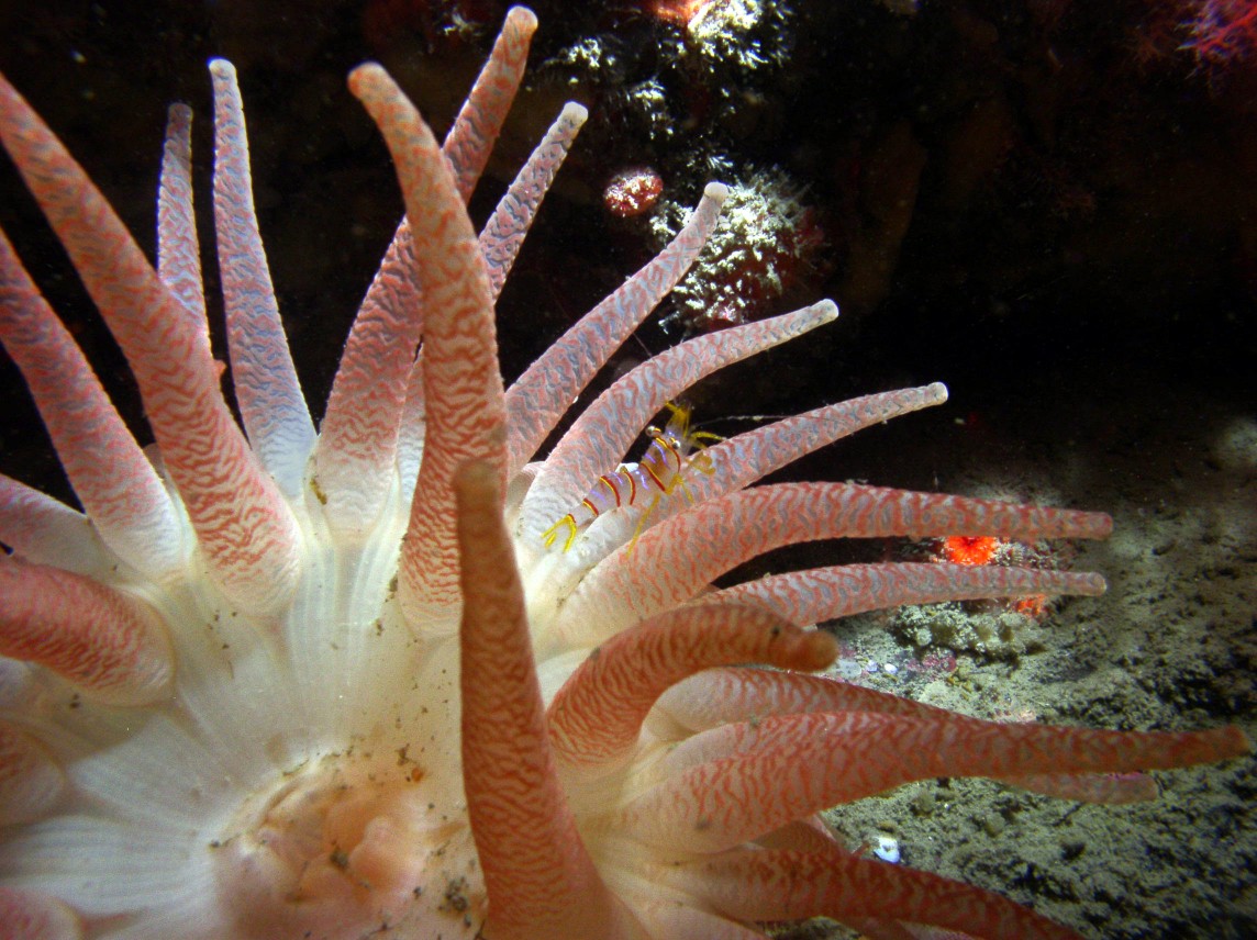 Lebbeus shrimp on Cribrinopsis