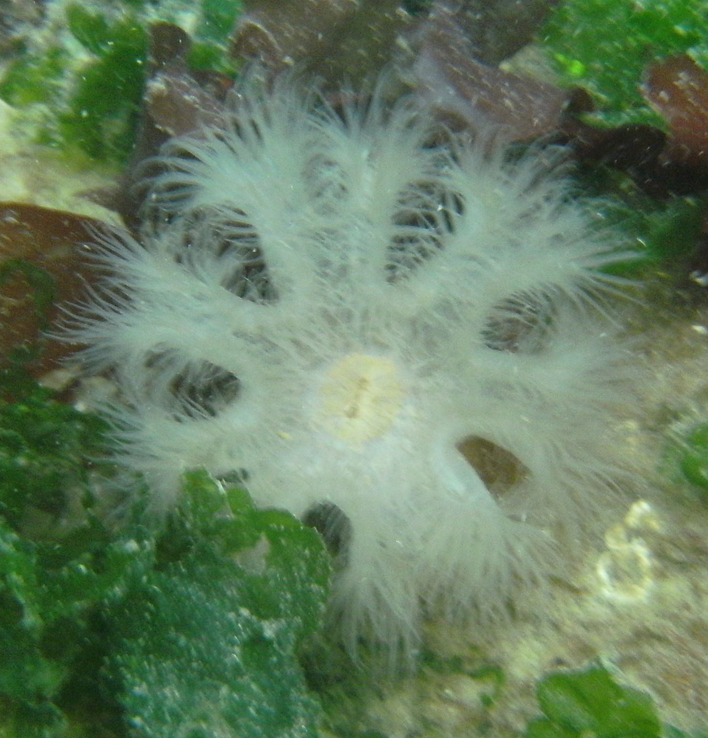 Small anemone with oral lobes