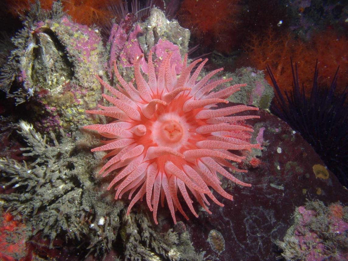 Phyllolithodes crab symbiont