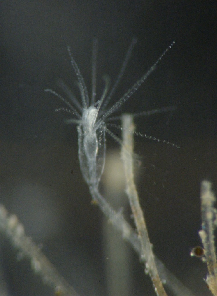 Another on same tunicate