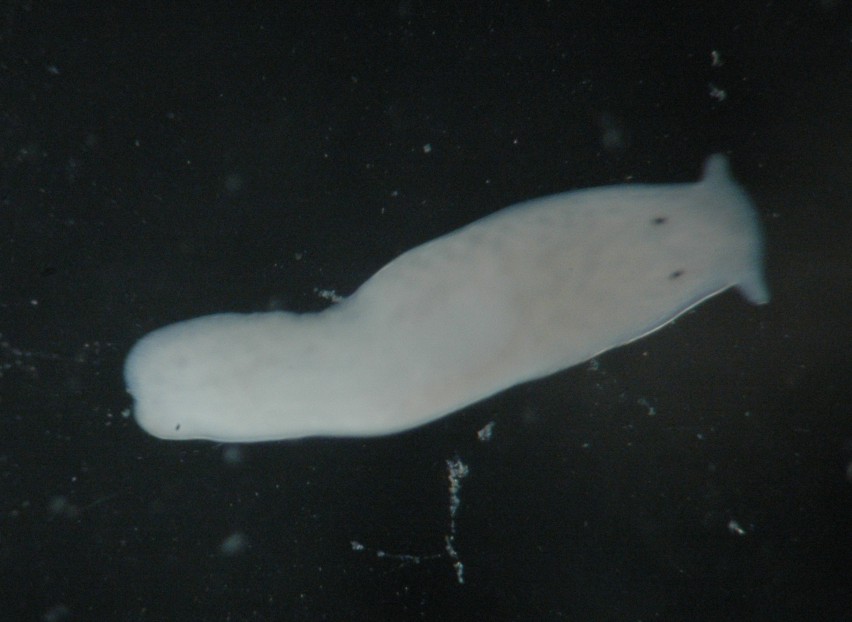 Flatworm