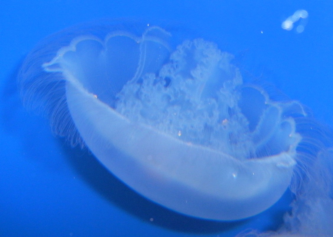 scyphozoa aurelia